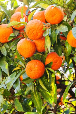 Mandalina ağacı dal