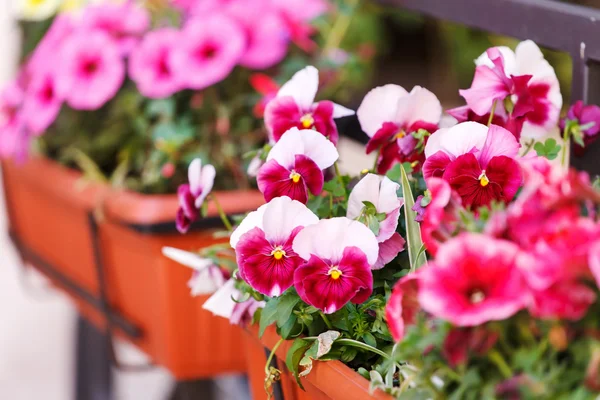 Bellissimi fiori primaverili — Foto Stock