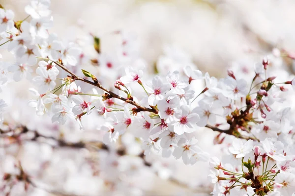 Blooming tree flowers — Stock Photo, Image