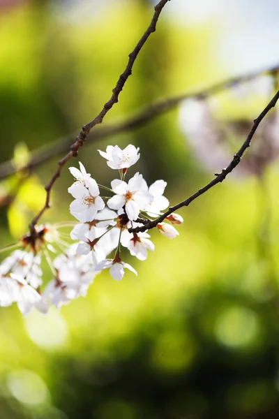 Blooming tree flowers — Stock Photo, Image