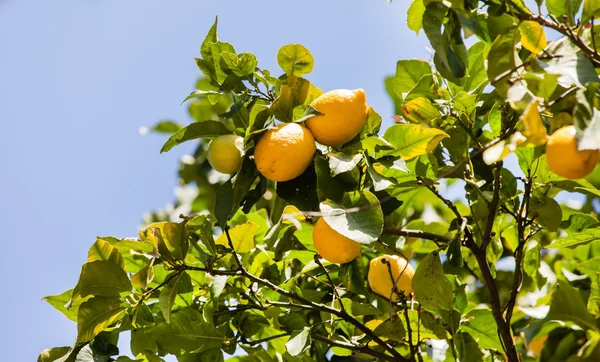 Limon ağacı dalları — Stok fotoğraf