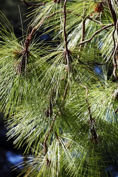 Groene dennenboom — Stockfoto