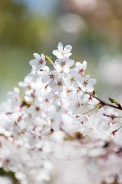 花が咲く木 — ストック写真