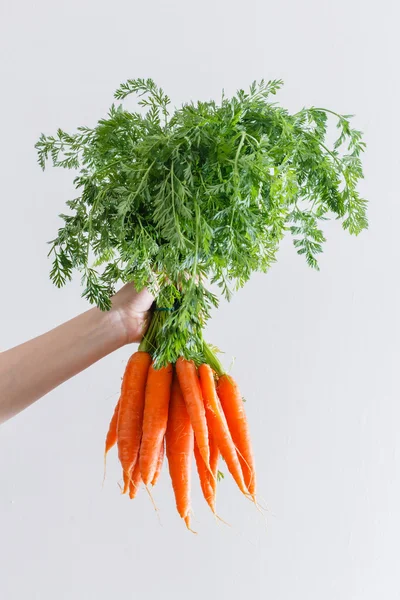 Zanahorias frescas maduras en la mano —  Fotos de Stock