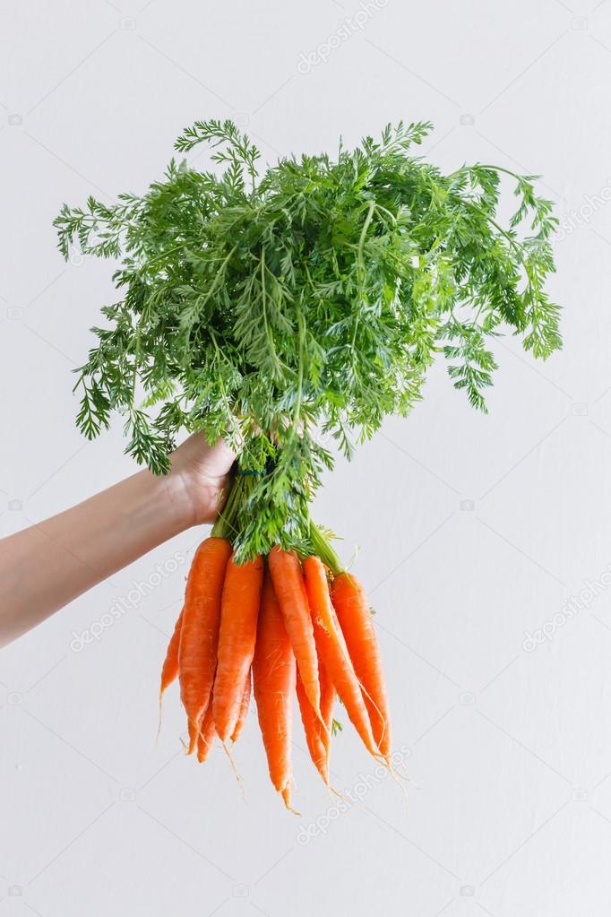 Fresh ripe carrots in hand