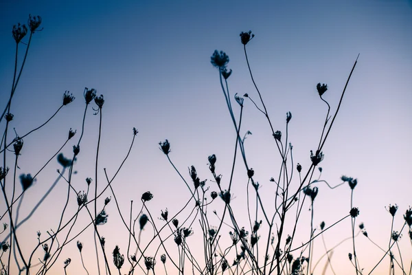 Nice plants over sunset — Stock Photo, Image