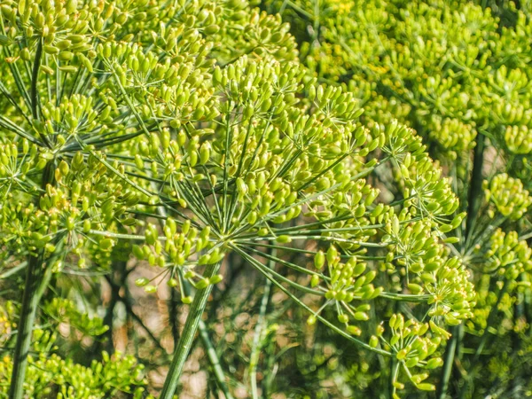 Flores de endro fresco no jardim — Fotografia de Stock