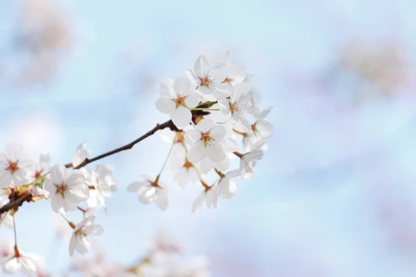 Kevät Puu Kukat — kuvapankkivalokuva