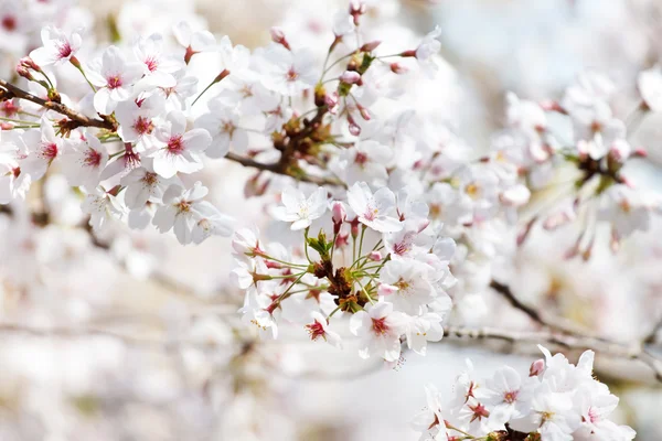 Spring tree flowers — Stock Photo, Image