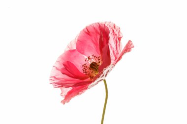 beyaz üzerine pembe haşhaş