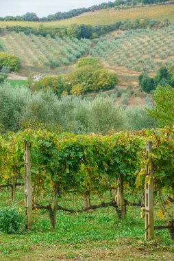 sonbaharda yeşil bağ