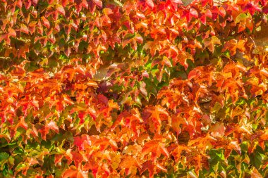 güzel sonbahar duvar