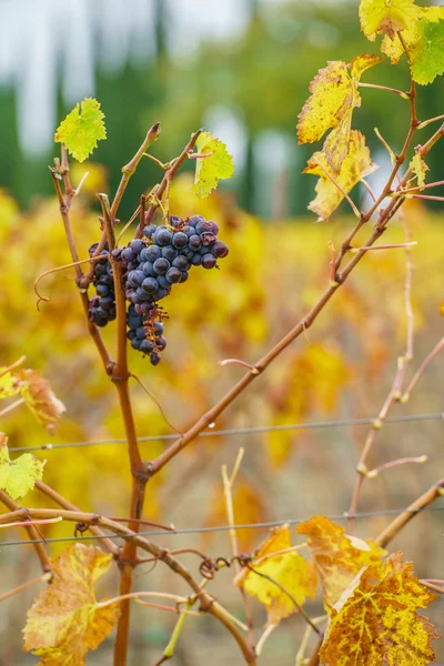 Winogron oddziałów na winnicy — Zdjęcie stockowe