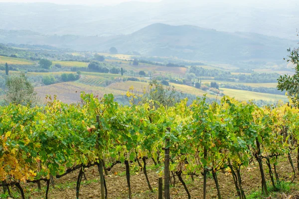 Vigneto verde in autunno — Foto Stock