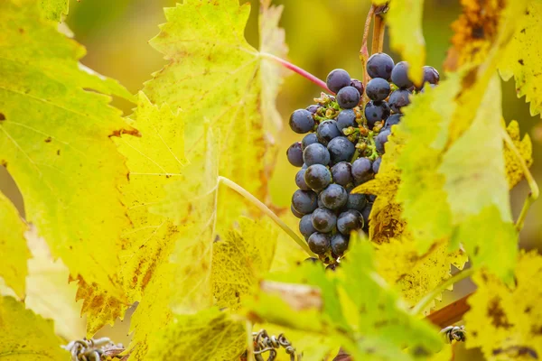 Ramos de uva na vinha — Fotografia de Stock