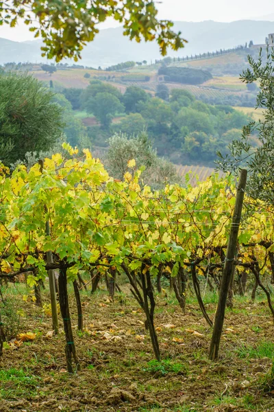 Vigneto verde in autunno — Foto Stock