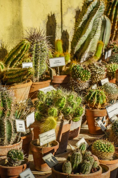 Varie piante di cactus — Foto Stock