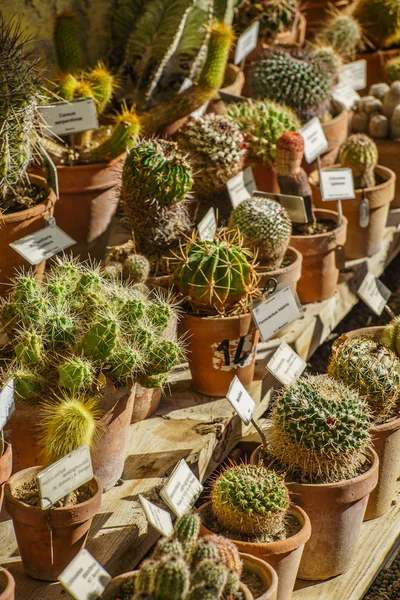 Varie piante di cactus — Foto Stock