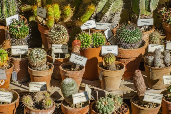 Varie piante di cactus — Foto Stock
