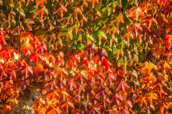 Nice autumn wall — Stock Photo, Image