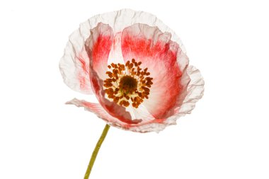 Beyaz haşhaş çiçeği