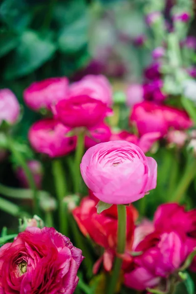 Květiny v jarní zahradě — Stock fotografie