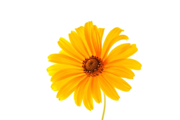 Flor amarilla sobre blanco — Foto de Stock