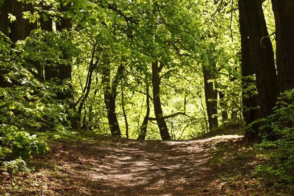 Primavera jardim verde — Fotografia de Stock