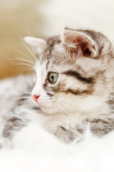 Gatinho agradável no travesseiro branco — Fotografia de Stock