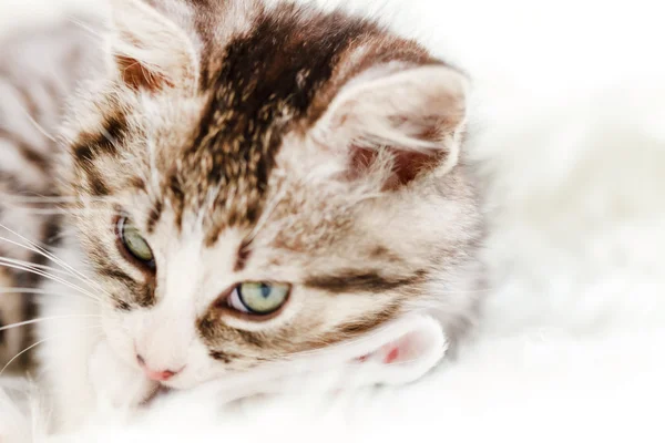 Bonito gatito en blanco almohada — Foto de Stock