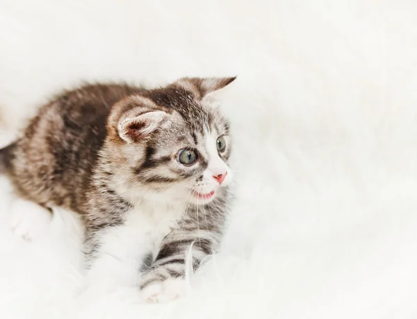 Nice kitten on white pillow — Stock Photo, Image