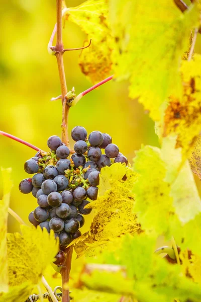 Winogron oddziałów na winnicy — Zdjęcie stockowe