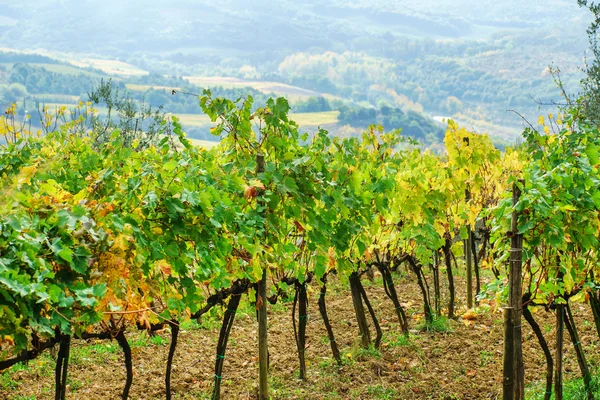 Vigneto verde in autunno — Foto Stock