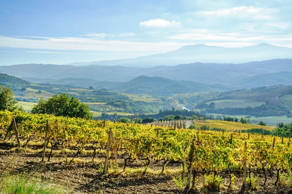 Green vineyard in autumn — Stock Photo, Image