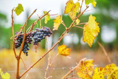 bağ üzüm dallarda