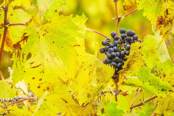 Ramos de uva na vinha — Fotografia de Stock