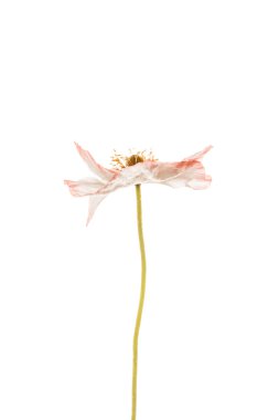 Beyaz haşhaş çiçeği