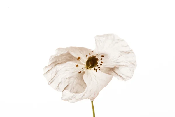 Flor de amapola blanca — Foto de Stock