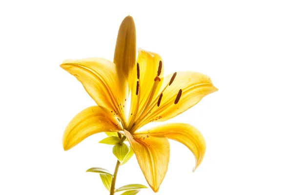 Mooie lily op wit — Stockfoto