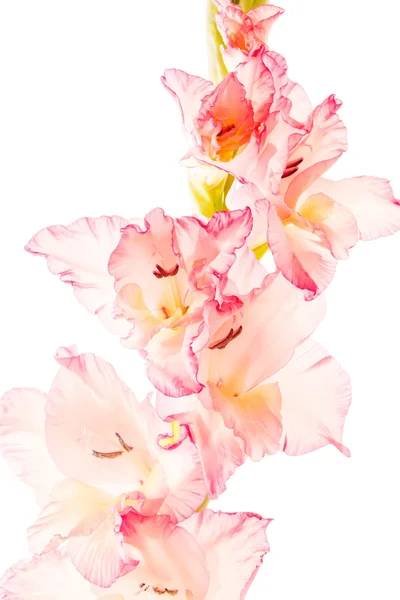 Rosa gladiolus på vit — Stockfoto