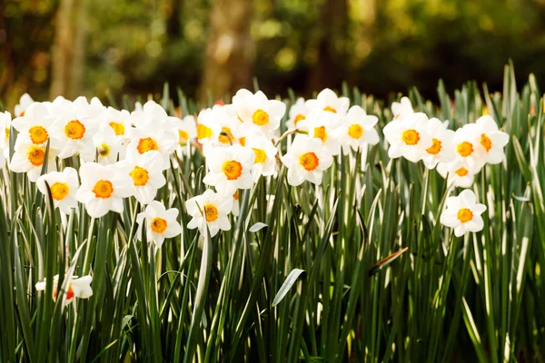 Jarní květy zahrada — Stock fotografie