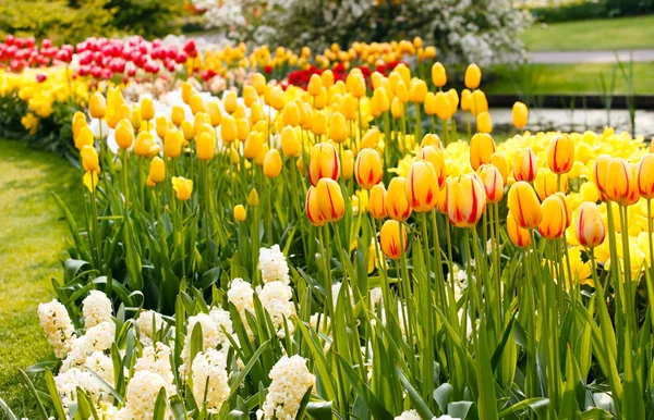 Spring flowers garden — Stock Photo, Image