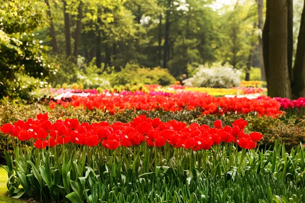 Primavera fiori giardino — Foto Stock