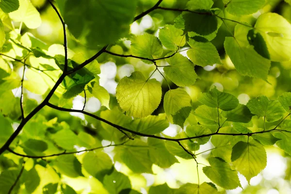 Green branches with leaves — Stock Photo, Image