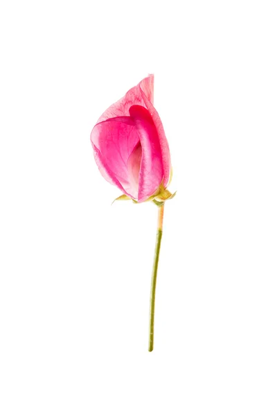 Flores agradáveis isoladas em branco — Fotografia de Stock