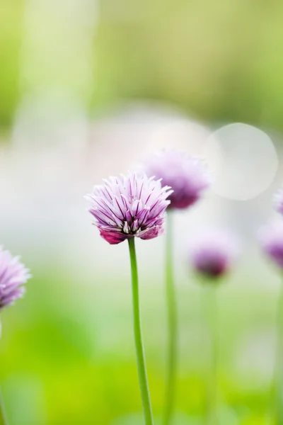 Bei fiori primaverili — Foto Stock