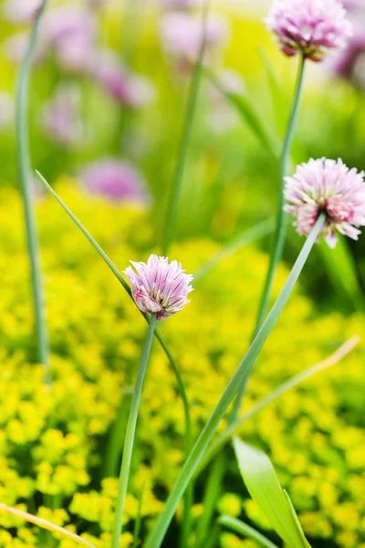 Belas flores de primavera — Fotografia de Stock