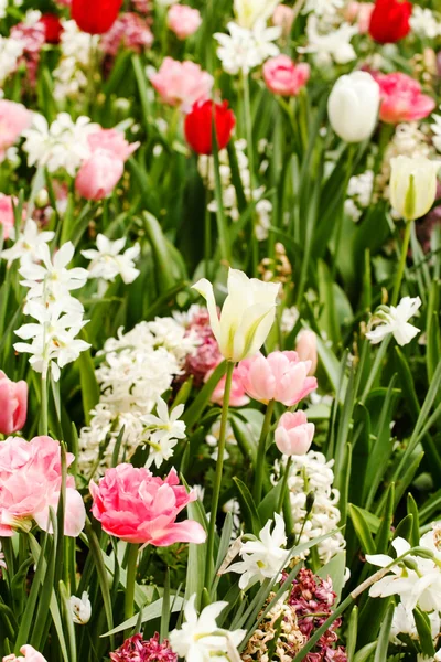 Primavera flores jardín — Foto de Stock