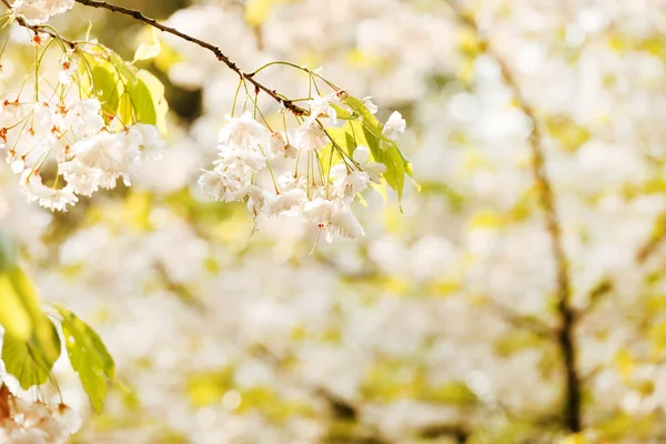 Spring blooming garden — Stock Photo, Image