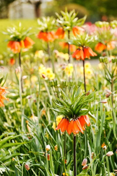 Flores no jardim da primavera — Fotografia de Stock